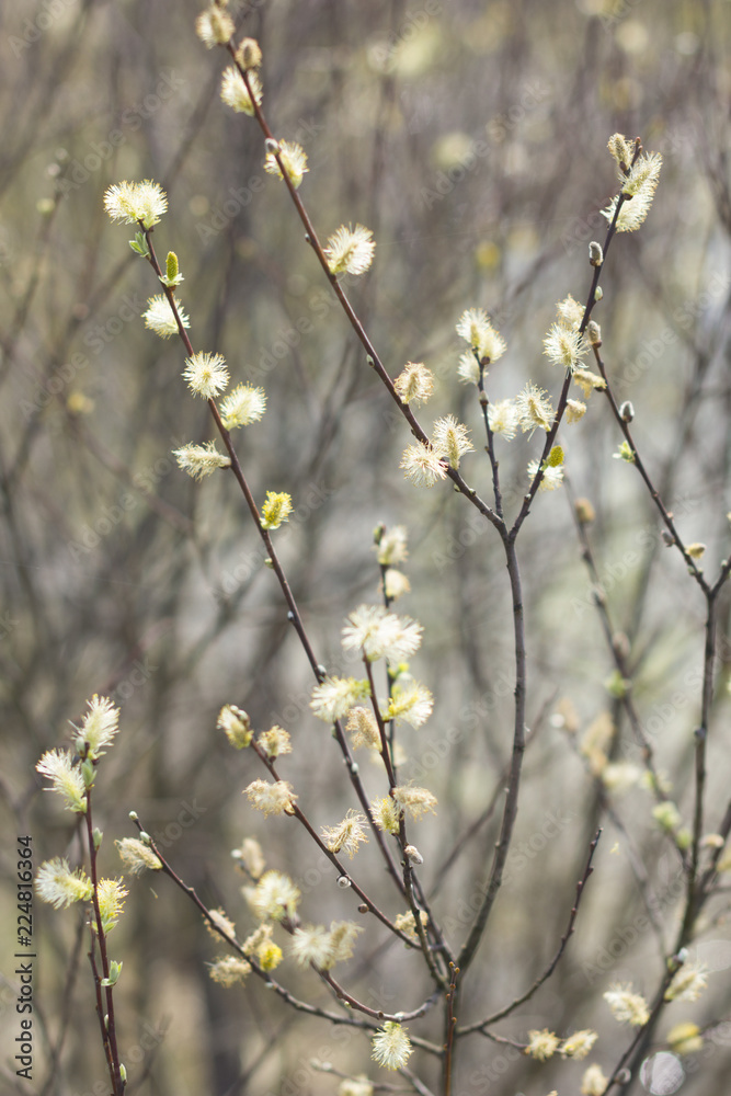 yellow, fluffy flowers on slender branches of pussy willow, primroses after winter, Easter traditions yellow, fluffy flowers on slender branches of pussy willow, primroses after winter, Easter traditions