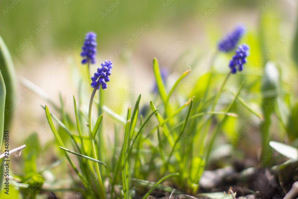muscle hyacinth blossomed in early spring with the appearance of the first warm days, illuminated by sunlight sunset muscle hyacinth blossomed in early spring with the appearance of the first warm days, illuminated by sunlight sunset