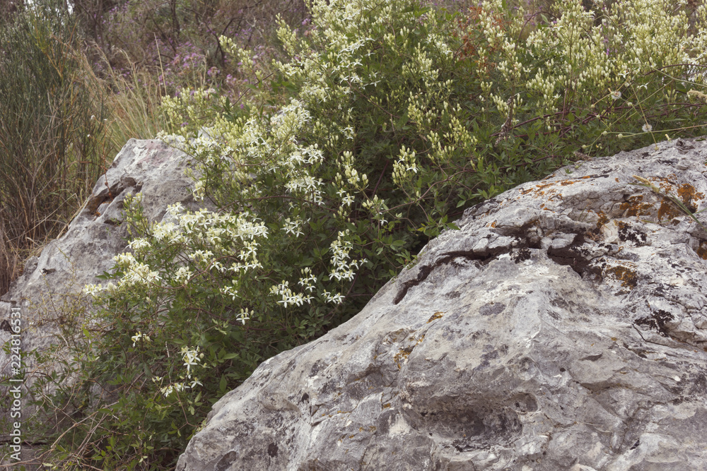 small white flowers that grow among the stones small white flowers that grow among the stones