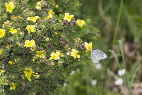 white butterfly on yellow small flowers