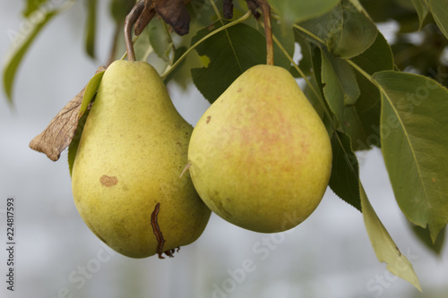 juicy, sweet, environmentally friendly pears grown on a tree without nitrates, under the hot summer sun, give taste pleasures and joy