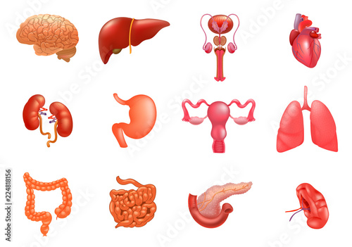Vector internal organs icon set