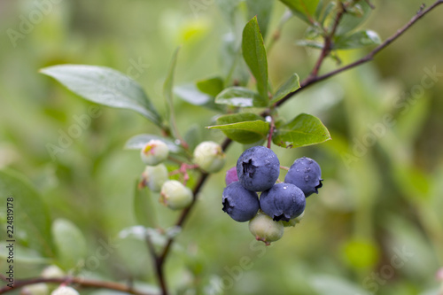 summer, juicy, ripe, sweet, healthy, environmentally friendly blueberry berries growing on bushes