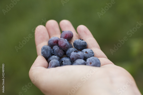 summer, juicy, ripe, sweet, healthy, environmentally friendly blueberry in woman hands on green back round