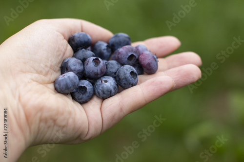 summer, juicy, ripe, sweet, healthy, environmentally friendly blueberry in woman hands on green back round
