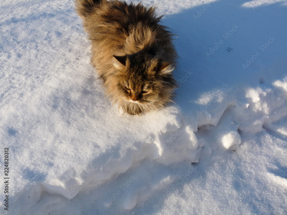 cat sneaks through the snow after snowfall cat sneaks through the snow after snowfall