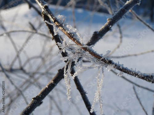frozen twigs of trees after a snowfall
