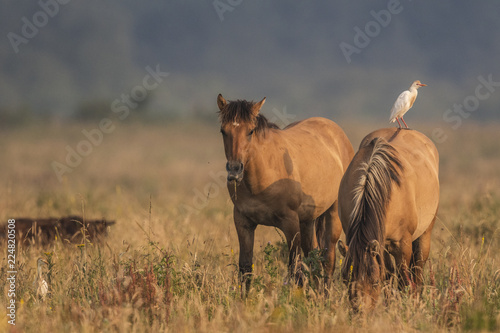 H  ron garde-boeufs  Bubulcus ibis - Western Cattle Egret 