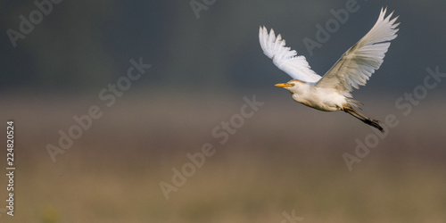 Héron garde-boeufs (Bubulcus ibis - Western Cattle Egret) photo