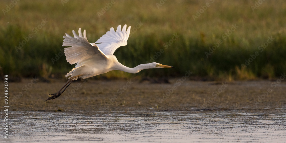 Fototapeta premium Grande Aigrette (Ardea alba - Great Egret)
