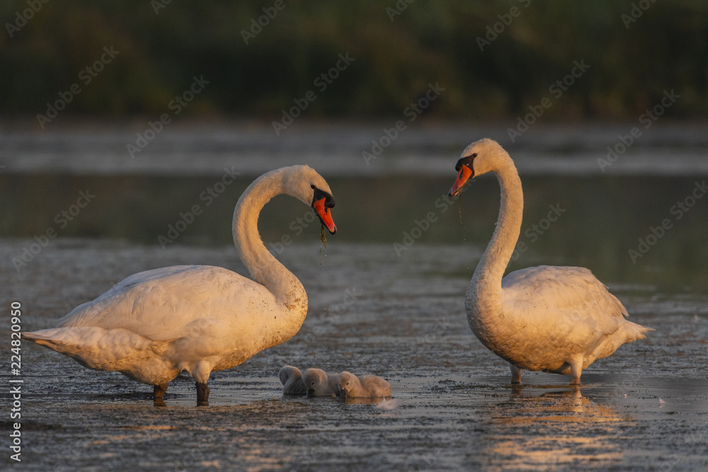 Obraz premium Famille de cygnes tuberculés (adultes et cygnons) (Cygne tuberculé, Cygnus olor,Mute Swan)