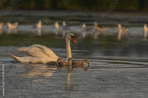 Fototapeta Naklejka Na Ścianę i Meble -  Famille de cygnes tuberculés (adultes et cygnons) (Cygne tuberculé, Cygnus olor,Mute Swan)