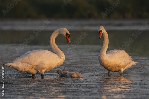 Famille de cygnes tuberculés (adultes et cygnons) (Cygne tuberculé, Cygnus olor,Mute Swan)