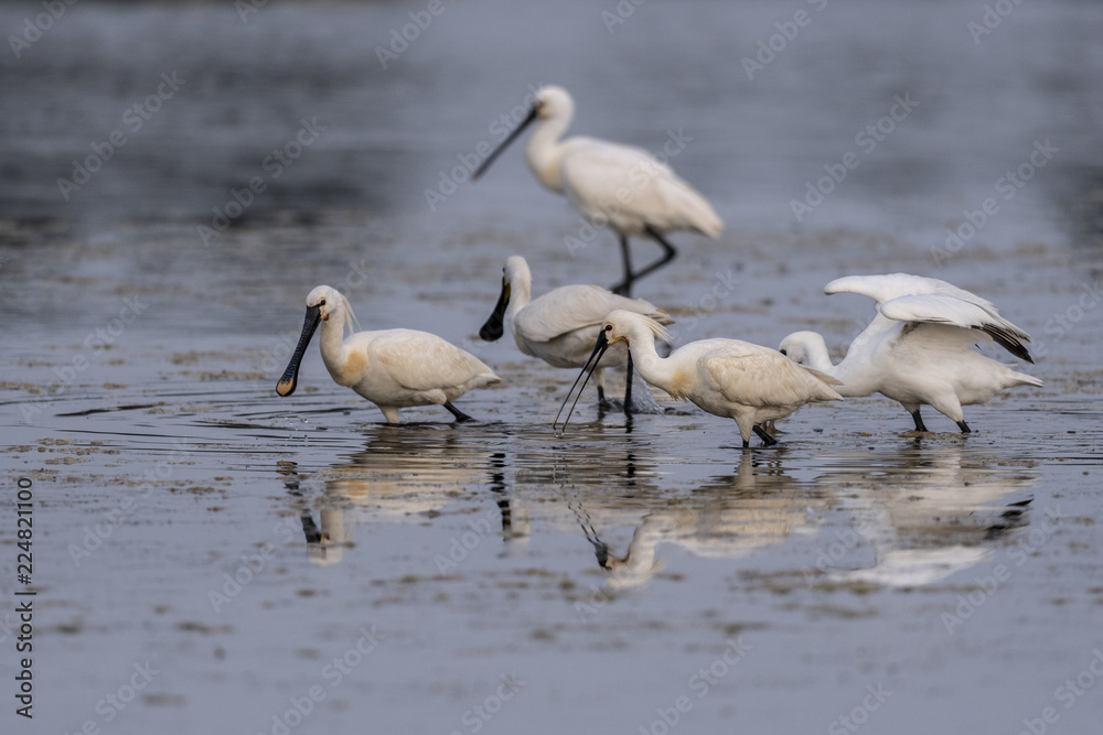 Spatule blanche (Platalea leucorodia - Eurasian Spoonbill) Spatule blanche (Platalea leucorodia - Eurasian Spoonbill)