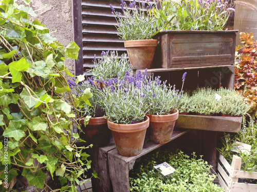 lavender in pots and other plants in boxes, a small shop on the narrow streets of the ancient city