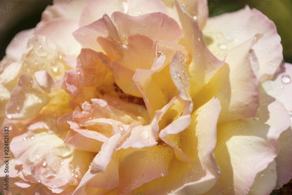 Red, pink, white Roses and rose hips, large flowers and inflorescences after rain with drops on the petals on a beautiful blurred green background Red, pink, white Roses and rose hips, large flowers and inflorescences after rain with drops on the petals on a beautiful blurred green background