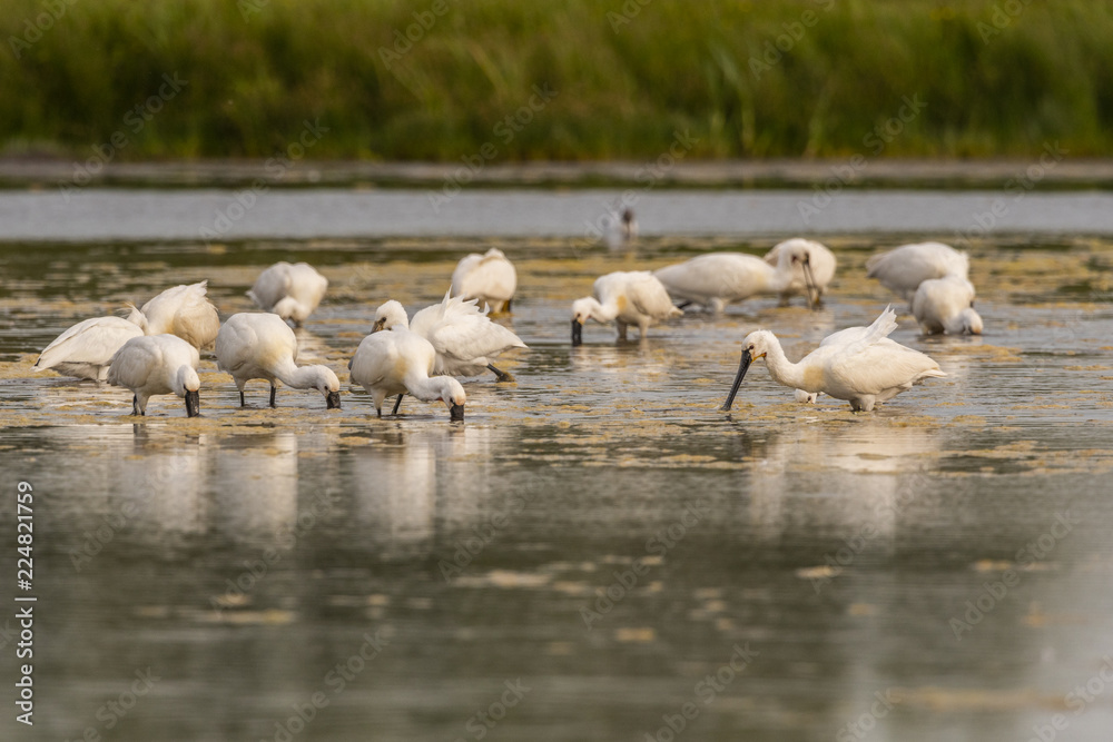 Spatule blanche (Platalea leucorodia - Eurasian Spoonbill) Spatule blanche (Platalea leucorodia - Eurasian Spoonbill)