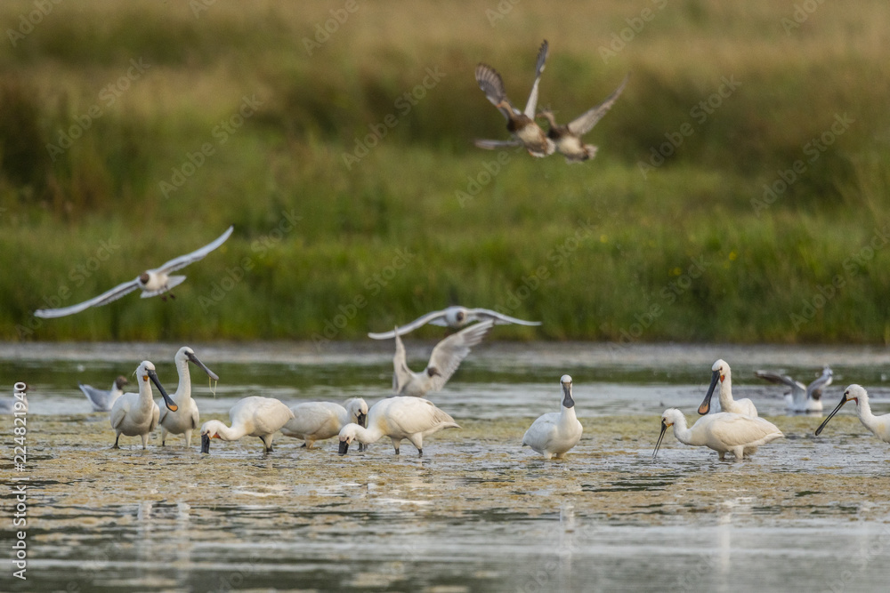 Spatule blanche (Platalea leucorodia - Eurasian Spoonbill) Spatule blanche (Platalea leucorodia - Eurasian Spoonbill)