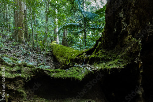 Green mossy tree in woods