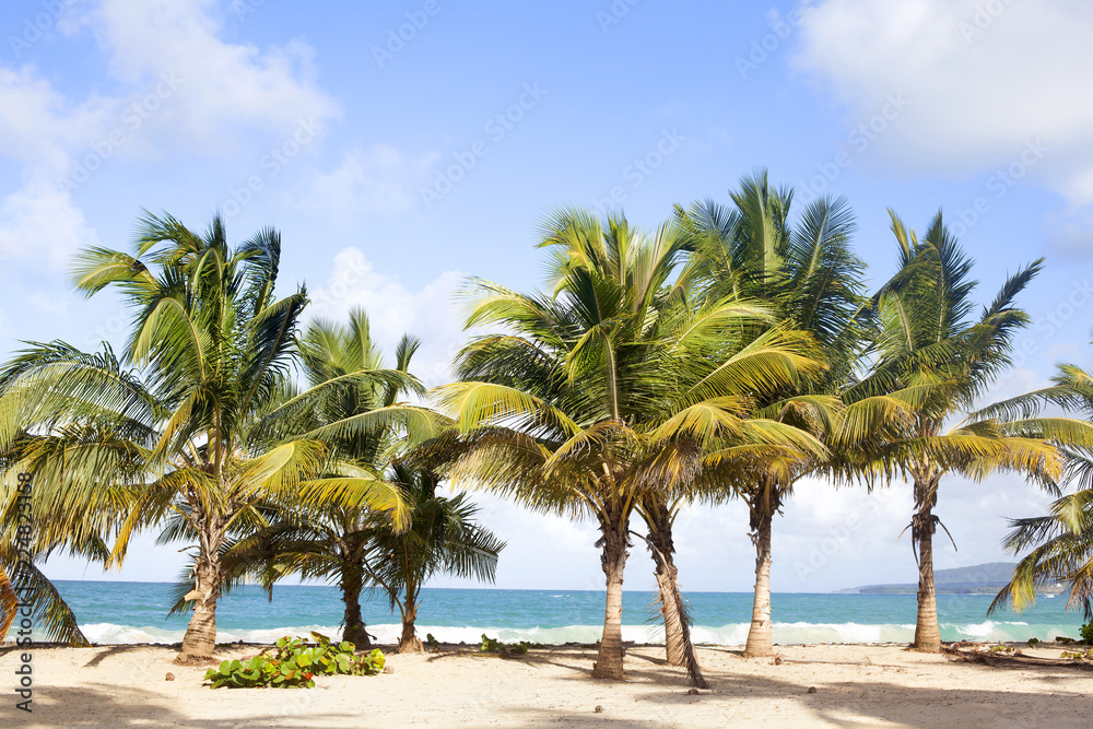 Palm trees on the beach with white sand, blue sea and sky with clouds background