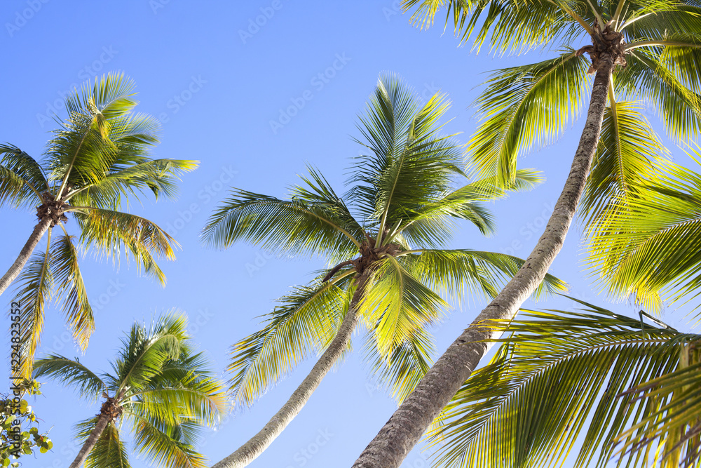 Palm trees on blue sky background Palm trees on blue sky background