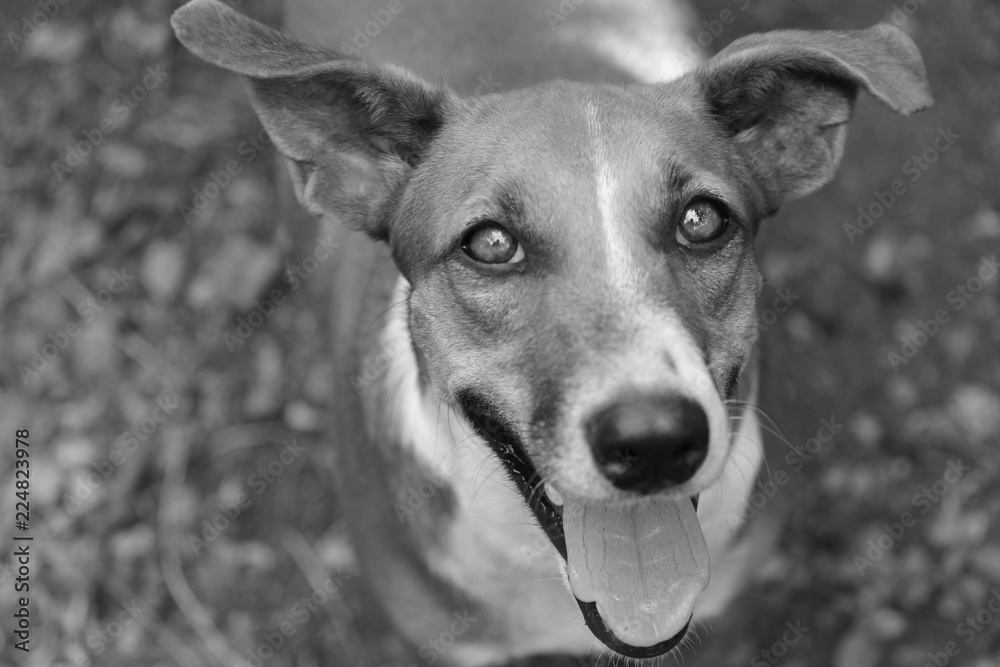 Obraz premium Perro mestizo tierno