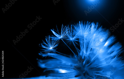 Fototapeta Naklejka Na Ścianę i Meble -  art photo of dandelion seeds close-up on black background