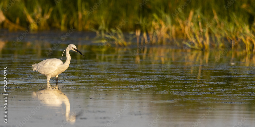 Aigrette garzette (Egretta garzetta - Little Egret) Aigrette garzette (Egretta garzetta - Little Egret)