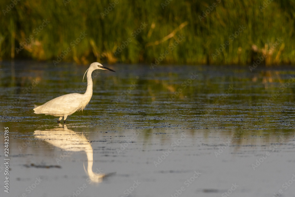 Aigrette garzette (Egretta garzetta - Little Egret) Aigrette garzette (Egretta garzetta - Little Egret)