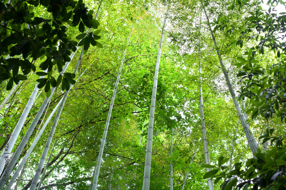High bamboo trees in a green bamboo forest background texture High bamboo trees in a green bamboo forest background texture