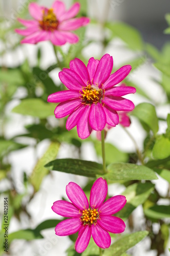 Zinnia  Youth-and-old-age