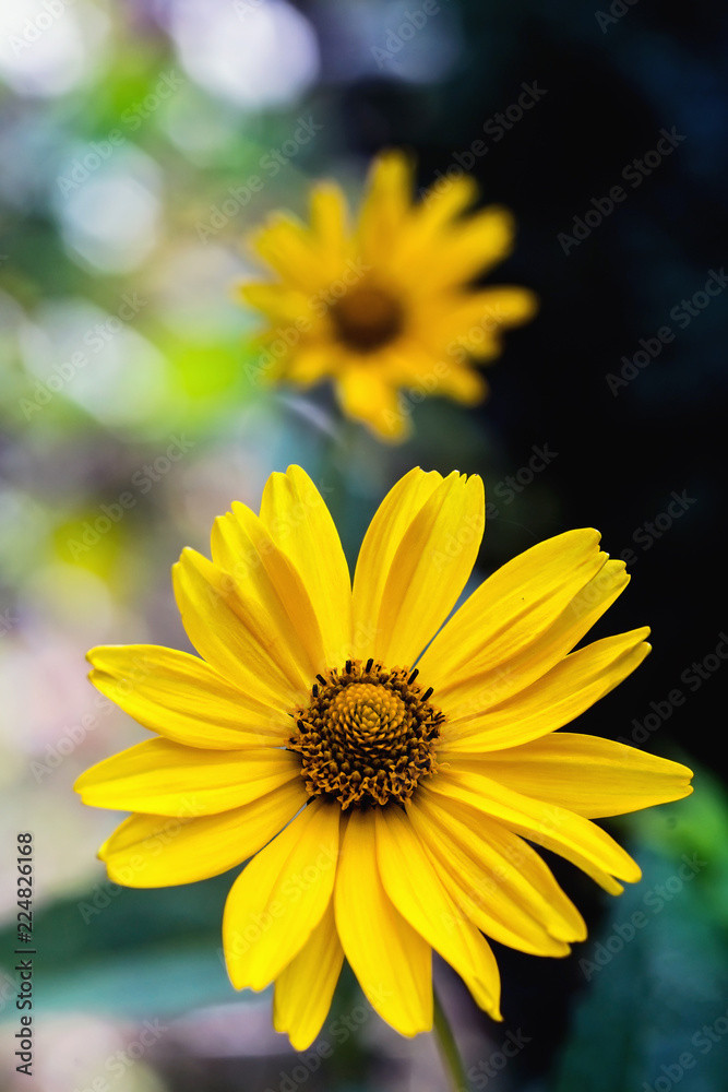 Arnica herb blossom Arnica herb blossom