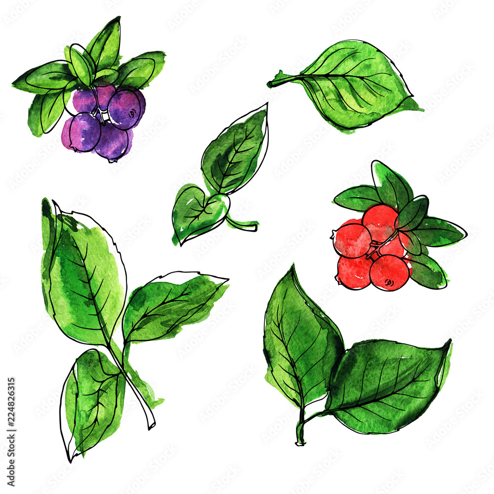 Set of red and violet fresh beriies and green leaves isolated on white background. Hand drawn watercolor and ink illustration.