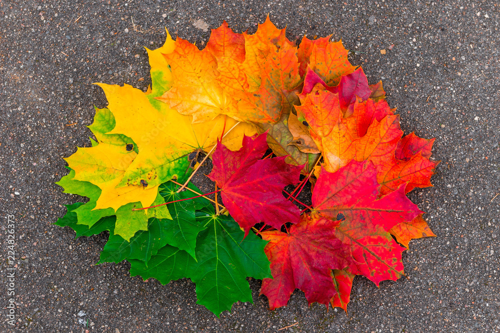 Pile of maple leaves on the asphalt close-up in autumn Pile of maple leaves on the asphalt close-up in autumn