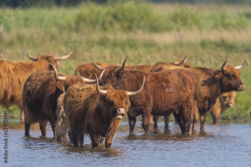 Vaches Highland Cattle (écossaises) pour l'entretien du marais © Alonbou