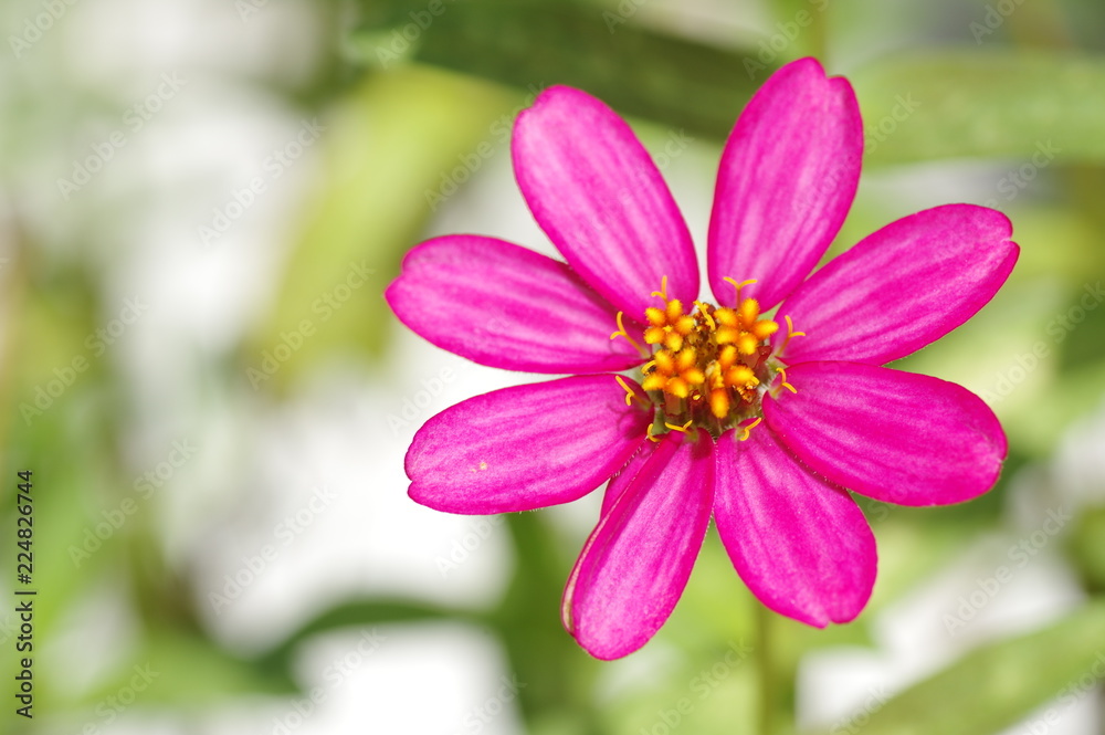 Zinnia, Youth-and-old-age, Zinnia elegans Zinnia, Youth-and-old-age, Zinnia elegans