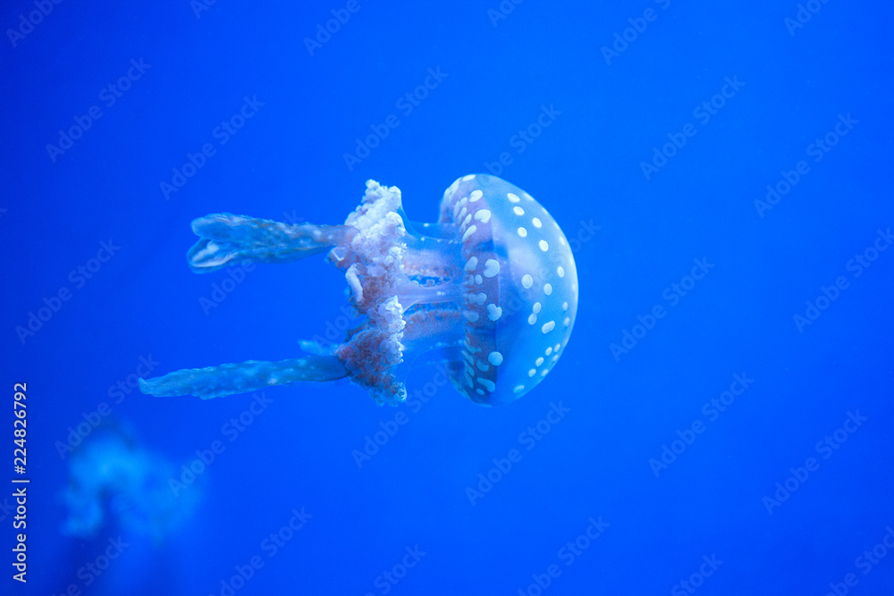 Obraz premium jelly fish swimming in aquarium