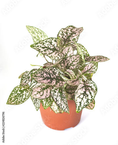 Hypoestes plant in studio photo