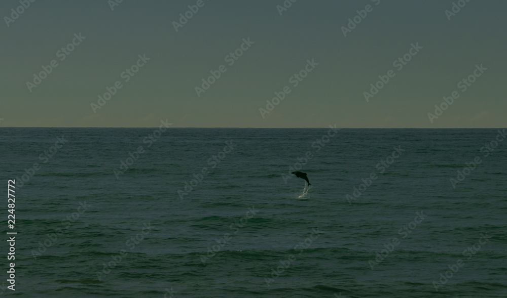 Dolphin jumping out of seawater
