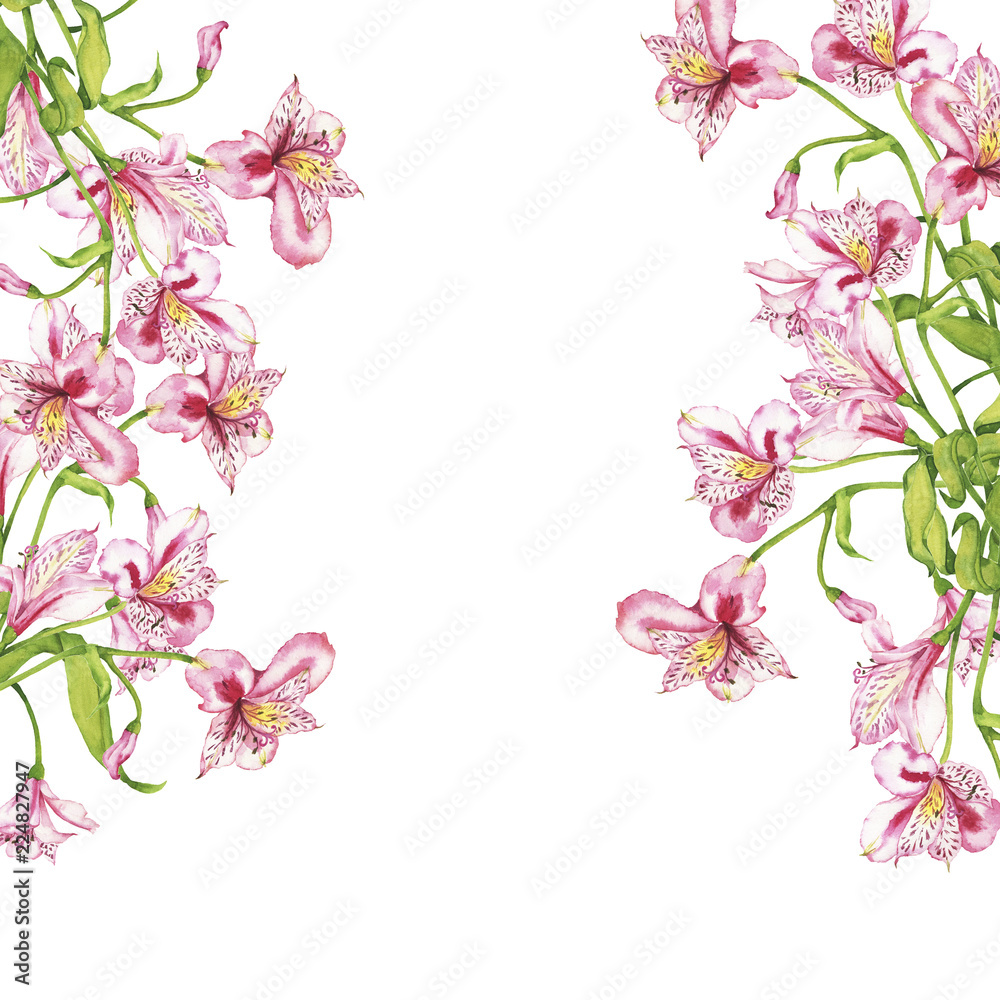 Pink lilly flowers border on white background. Hand drawn watercolor illustration.
