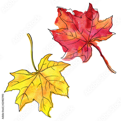 Set of red and yellow marple leaves isolated on white background. Hand drawn watercolor and ink illustration. photo