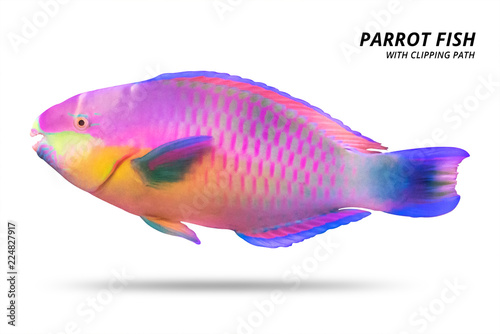 Parrot fish isolated on white background. Parrotfish with cut out. ( Clipping path ) photo