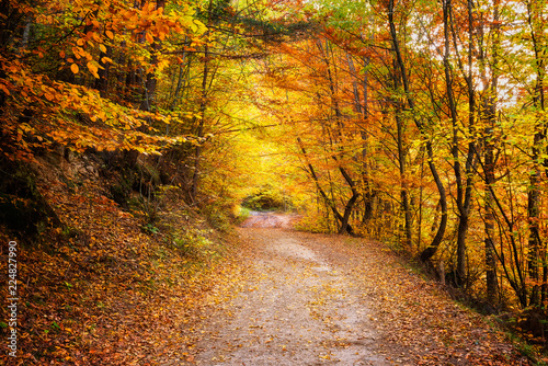 Autumn forest / Amazing view with a road through the autumn forest of Rhodopi Mountains, Bulgaria