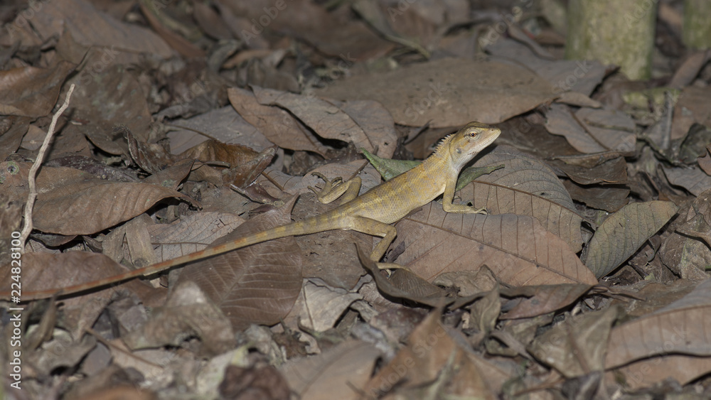 Naklejka premium Lizard