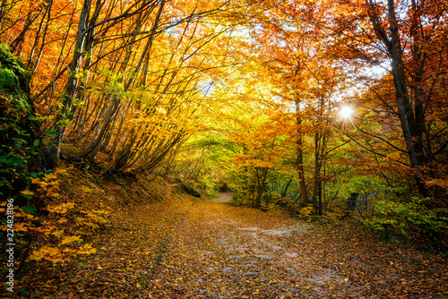 Autumn forest / Amazing view with a road through the autumn forest of Rhodopi Mountains, Bulgaria © Jess_Ivanova