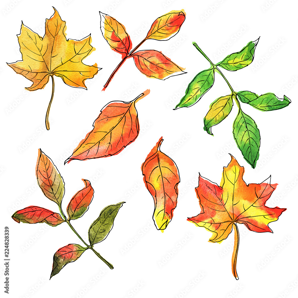 Set of autumn leaves isolated on white background. Hand drawn watercolor and ink illustration.