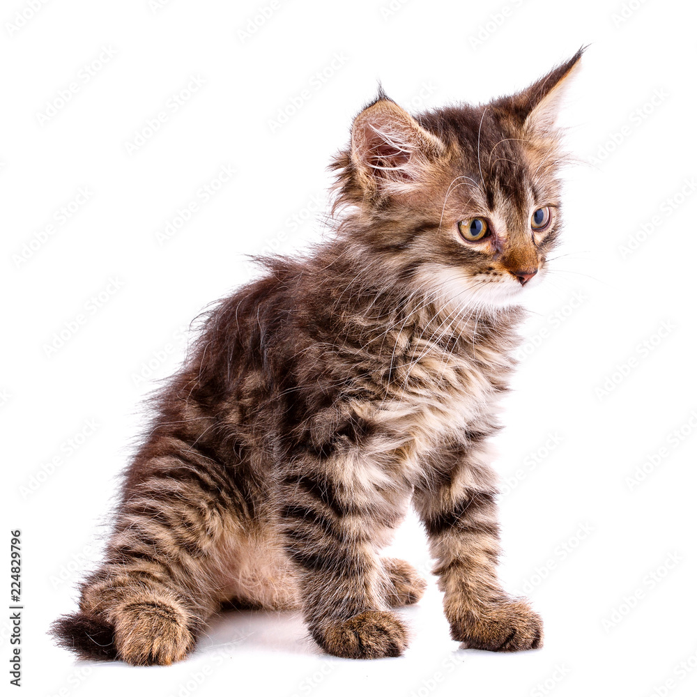Fluffy kitten with tassels on ears. Isolated on a white background