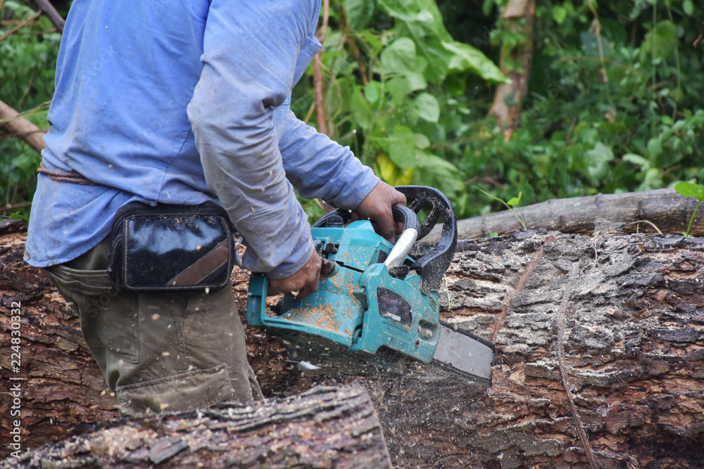 A carpenter in blue shirt is sawing the big tree by chainsaw. A carpenter in blue shirt is sawing the big tree by chainsaw.