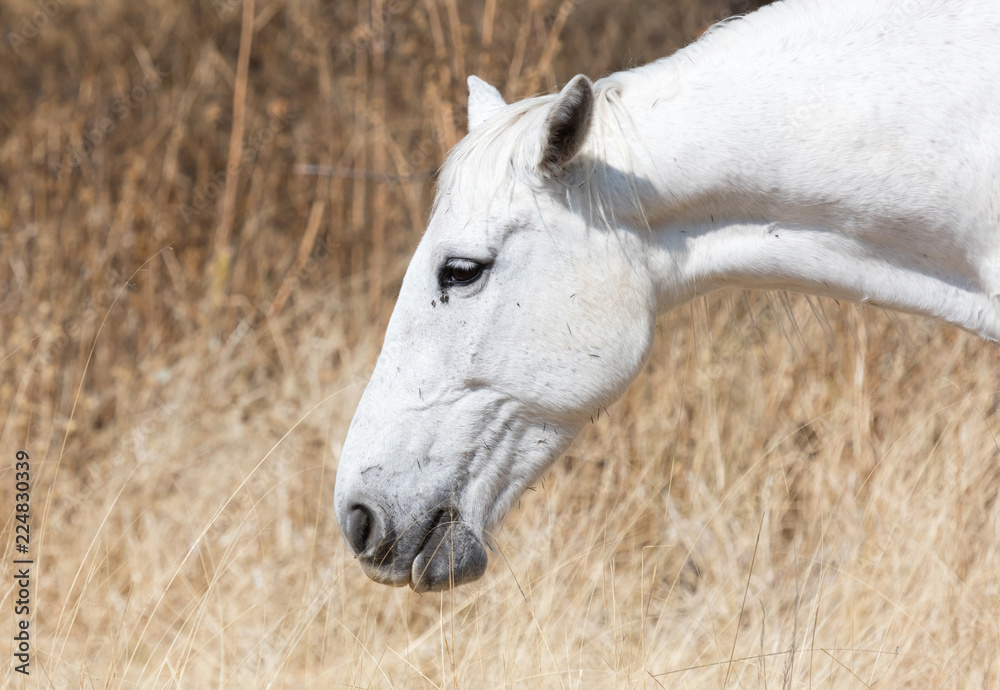 Obraz premium White horse eating