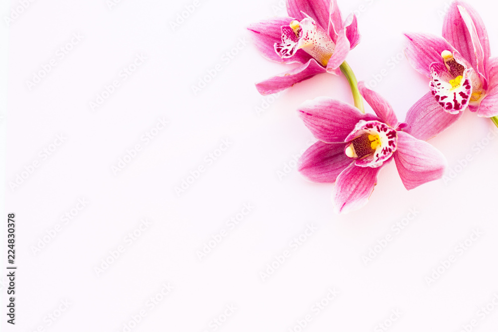 Fototapeta premium Spa and wellness setting with orchid flower, oil on wooden white background closeup top view